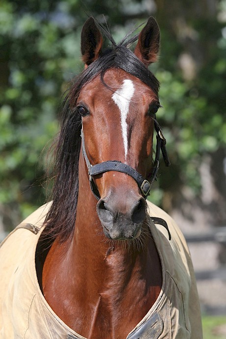 Louie The Punter could be racing in three weeks.