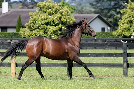 Sale-topping colt Colonel Lincoln is a lovely mover. PHOTO: Trish Dunell.