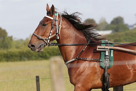 Captain Nemo … has had no luck in recent starts. PHOTO: Trish Dunell.