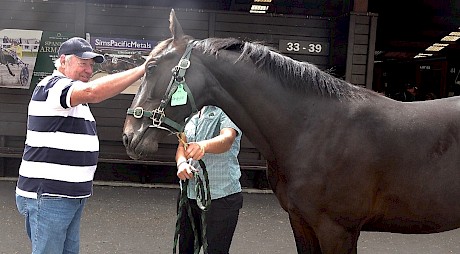 At $210,000, Argyle was John Street’s priciest buy at the 2020 Karaka yearling sale.