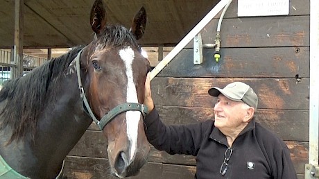 Bob getting friendly with one of his favourites, Double Or Nothing, at Lincoln Farms’ Pukekohe stables.