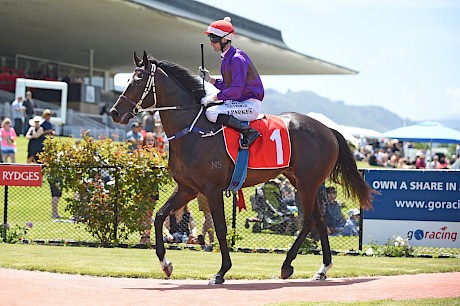 Lincoln Falls raced just 12 times for three wins and $65,975. PHOTO: Peter Rubery.