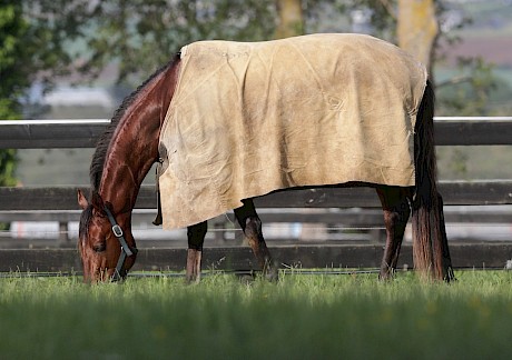 Copy That will be confined to a small yard for a week or two to prevent him from hooning around. PHOTO: Trish Dunell.