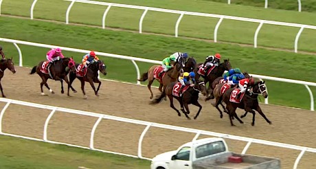 Platinum Petals strides clear on the synthetic track at Riccarton on Thursday. The surface really impressed leading rider Chris Johnson.