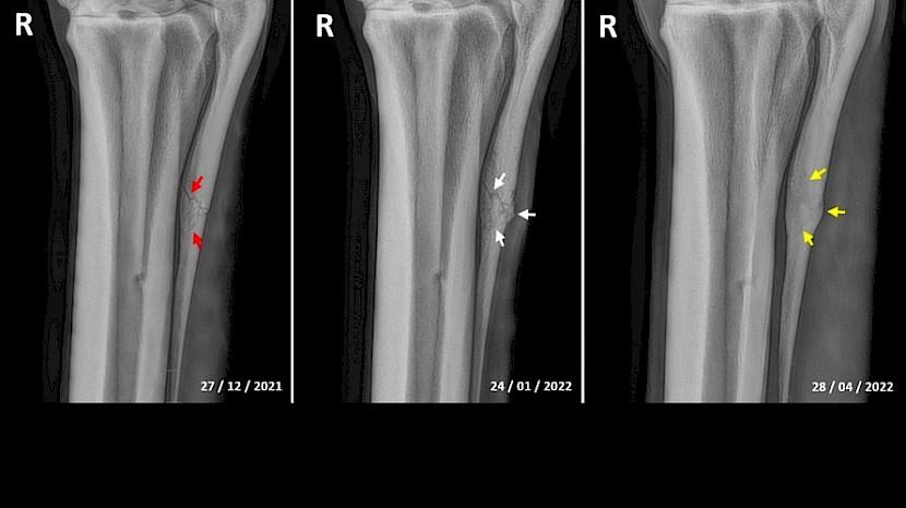 Progressive X-rays of Copy That’s injury show excellent healing of the splint bone. PHOTO: Ballarat Veterinary Clinic.