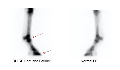 Increased radiopharmaceutical uptake in the right front pedal bone and fetlock is shown by the dark areas arrowed at left.