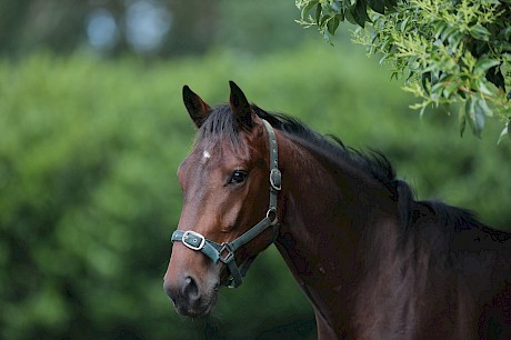 Frankie Major … best of the three Lincoln Farms’ two-year-olds in the final race. PHOTO: Trish Dunell.