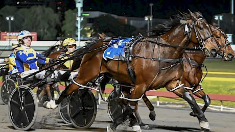 Majestic Cruiser … plans to come for the cup will be abandoned if he is handicapped. PHOTO: Dan Costello.