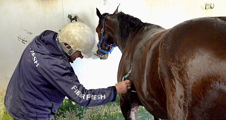 Trainer Ray Green checks Copy That’s heart rate after his workout today.