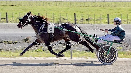 Lincoln River (Monika Ranger) sweats up quite badly in his Pukekohe trial last Saturday.