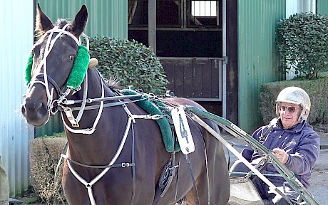 Trainer Ray Green takes “big lump” My Copy out for his trial at Pukekohe last Saturday.