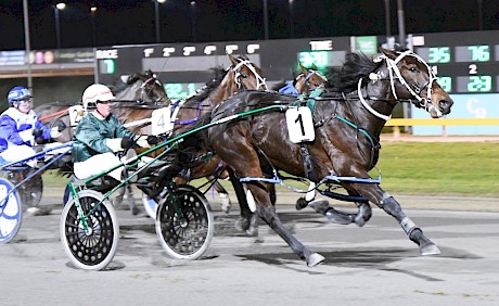 Riverman Sam has won four of his six races at Cambridge. PHOTO: Chanelle Lawson.