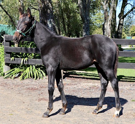 My Copy as a tiny weanling.