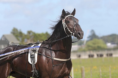 Bettor Cheer is a brother to Cheer The Lady, Spanish Armada and Galleon’s Warrior. PHOTO: Trish Dunell.