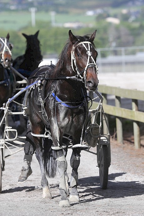 Lincoln River … good winning prospect in race two. PHOTO: Trish Dunell.