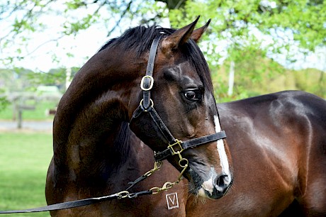 Lincoln Towers is from a hugely successful Pencarrow Stud family.