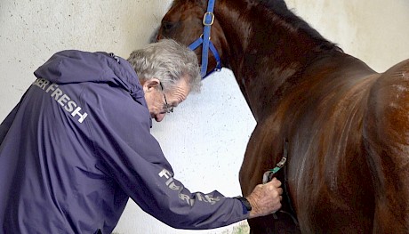 Trainer Ray Green checks Copy That’s heart rate afterwards.