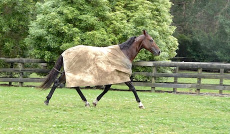 Back in the paddock as fresh as a daisy.