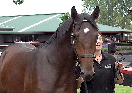 John Street paid $57,500 for this beautifully balanced Vincent colt.