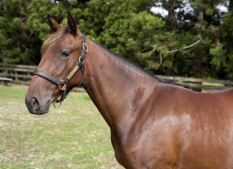 Royal Gem’s Bettor’s Delight filly cost just $15,000 compared with the $210,000 Street paid for her brother Argyle in 2020.