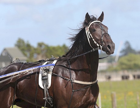 Bettor Cheer … needs the pace on - he’s no sit-sprinter. PHOTO: Trish Dunell.