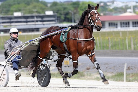 American Rocker showed ability right from the get-go. PHOTO: Trish Dunell.