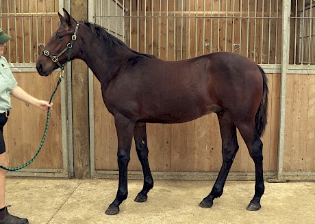 The Downbytheseaside colt who cost $42,500 is from the family of Tigerish and Justa Tiger.