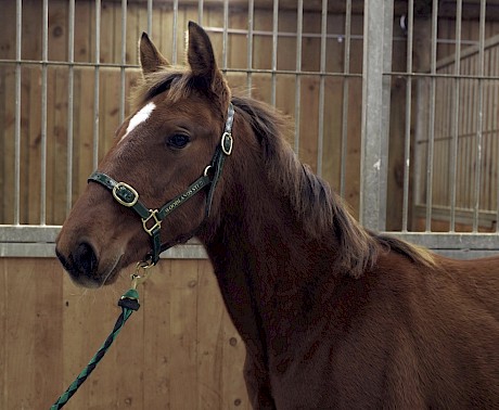 Green bought this Lather Up filly himself for $3500. She is out of a sister to the talented Colonel Lincoln.