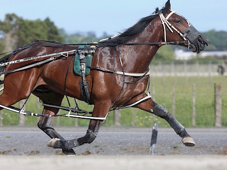 Frankie Major … worked poorly on Tuesday. PHOTO: Trish Dunell.