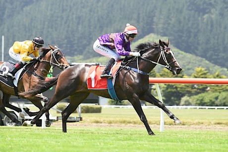 Lincoln Falls looked anything when winning two trials in 2018 and a $1.2 million offer was rejected before he even raced. PHOTO: Peter Rubery/Race Images.