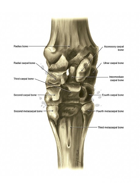 The horse’s knee is a complex area of small bones and ligaments.
