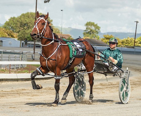 Obadiah Dragon was the middle leg of a hat-trick for Andre Poutama at Manawatu, the first behind Toe The Line, raced by his parents Warren and Liz on lease from Lincoln Farms, and the last on eight-year-old Proviseur, trained by Craig Sharpe, who works for Lincoln Farms. PHOTO: Jack McKenzie.