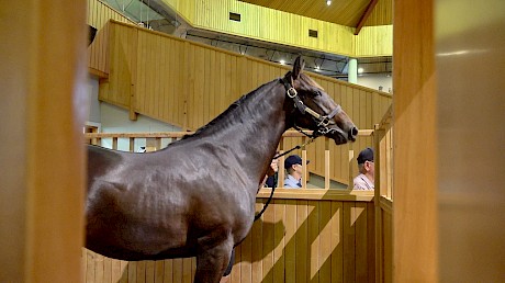 Lot 115, a colt by Bettor’s Delight, cost $75,000.