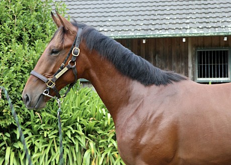 Lot 68, a Downbytheseaside colt whose older brother Lincoln Lou is showing promise for Lincoln Farms.