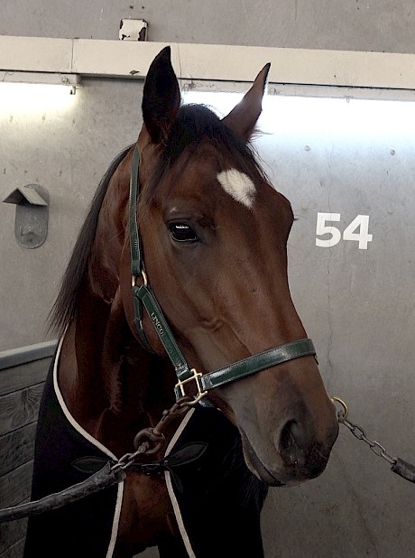 Sugar Ray Lincoln at Alexandra Park for the first time last week.