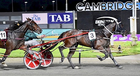 Frisco Bay, pictured winning at Cambridge, has an experience edge on Lincoln La Moose on Friday night. PHOTO: Megan Liefting/Race Images.