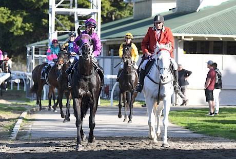 Lisa Allpress brings Lincoln’s Kruz back to scale, the 1917th winner of her career. PHOTO: Peter Rubery/Race Images.