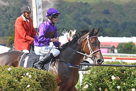 Jonathan Riddell brings back Platinum Attack after his fourth win on end at Trentham. PHOTO: Peter Rubery/Race Images.