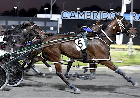 Leo Lincoln … devoid of luck in recent starts. PHOTO: Ange Bridson/Race Images.