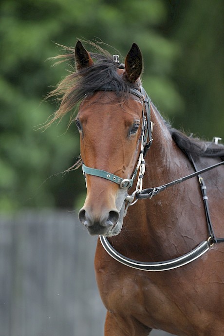 Lincoln Maree .. lacks a yard of speed. PHOTO: Trish Dunell.