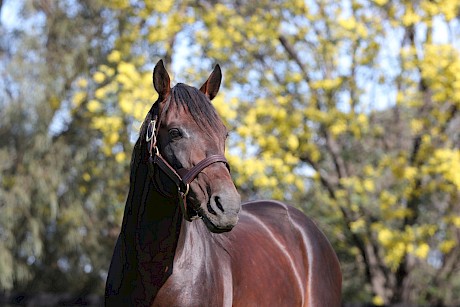 Lather Up … has now had six individual winners in New Zealand. PHOTO: Woodlands Stud.