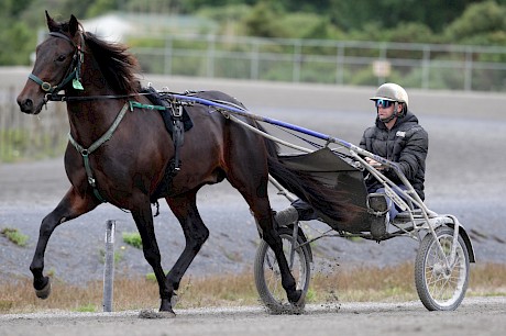 Lincoln Lover, a $61 shot on Friday night but a real favourite with driver Peter Ferguson. PHOTO: Trish Dunell.