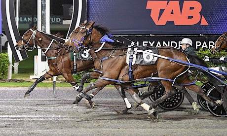 Sugar Ray Lincoln has now put four good races together. PHOTO: Megan Liefting/Race Images.