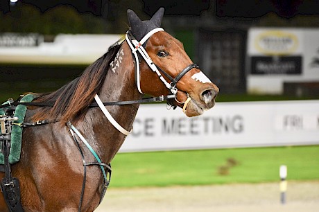 Timmy Lincoln’s full brother Tommy Lincoln won 16 races. PHOTO: Trish Dunell.