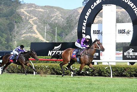 Platinum Attack in his last win at Trentham last December when he smashed Bedtime Story in 1:07.3. PHOTO: Peter Rubery/Race Images.