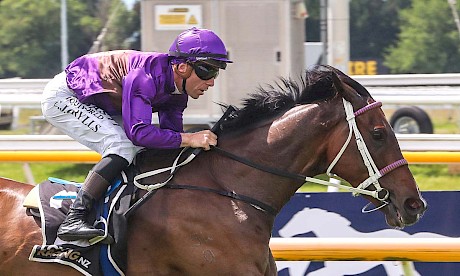 Craig Grylls has Platinum Attack under a hold at the post in Saturday’s Pegasus. PHOTO: Ajay Berry/Race Images.