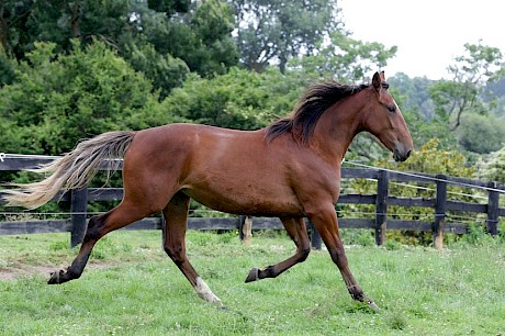 Jessie Lincoln is a big filly who has needed time. PHOTO: Trish Dunell.