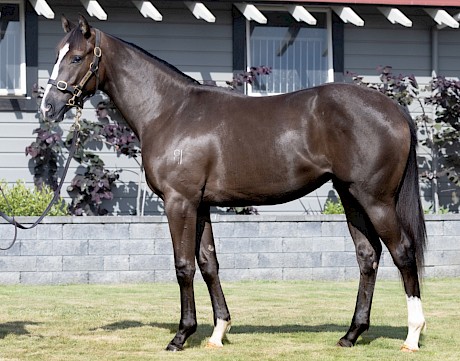Platinum Tyche was an eye-catcher as a yearling.