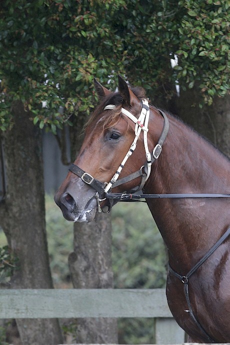 Sammy Lincoln. PHOTO: Trish Dunell.