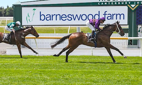 Platinum Attack romps home in the Pegasus at Riccarton in November. PHOTO: Ajay Berry/Race Images